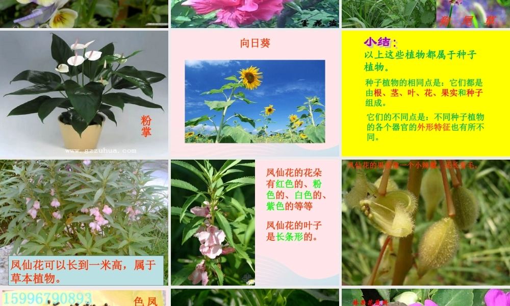 三年级科学上册 第5课《凤仙花》课件（2） 冀教版-冀教版小学三年级上册自然科学课件