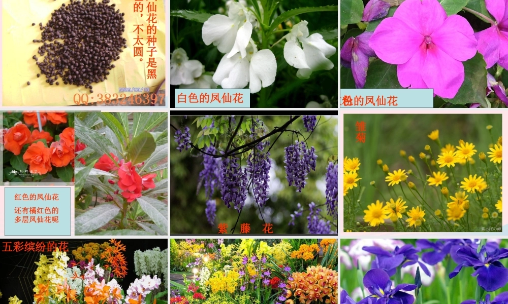 三年级科学上册 第5课《凤仙花》课件（2） 冀教版-冀教版小学三年级上册自然科学课件