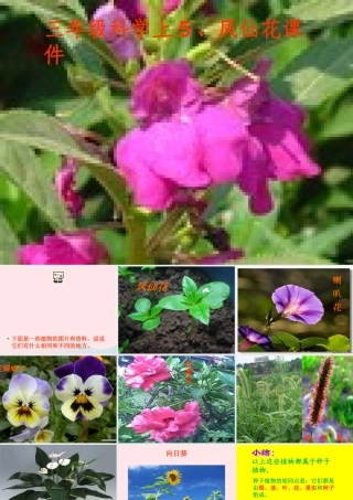 三年级科学上册 第5课《凤仙花》课件（2） 冀教版-冀教版小学三年级上册自然科学课件