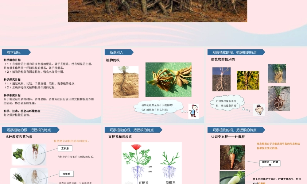 三年级科学上册 第二单元 植物的生活 第6课植物的根课件 青岛版六三制-青岛版小学三年级上册自然科学课件