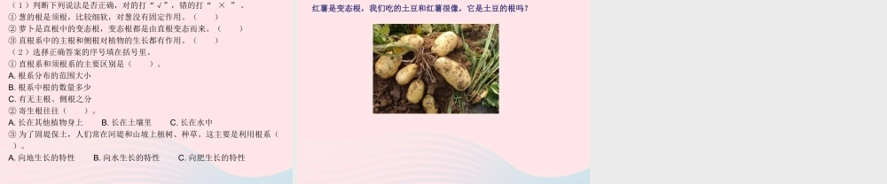 三年级科学上册 第二单元 植物的生活 第6课植物的根课件 青岛版六三制-青岛版小学三年级上册自然科学课件