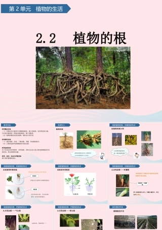 三年级科学上册 第二单元 植物的生活 第6课植物的根课件 青岛版六三制-青岛版小学三年级上册自然科学课件