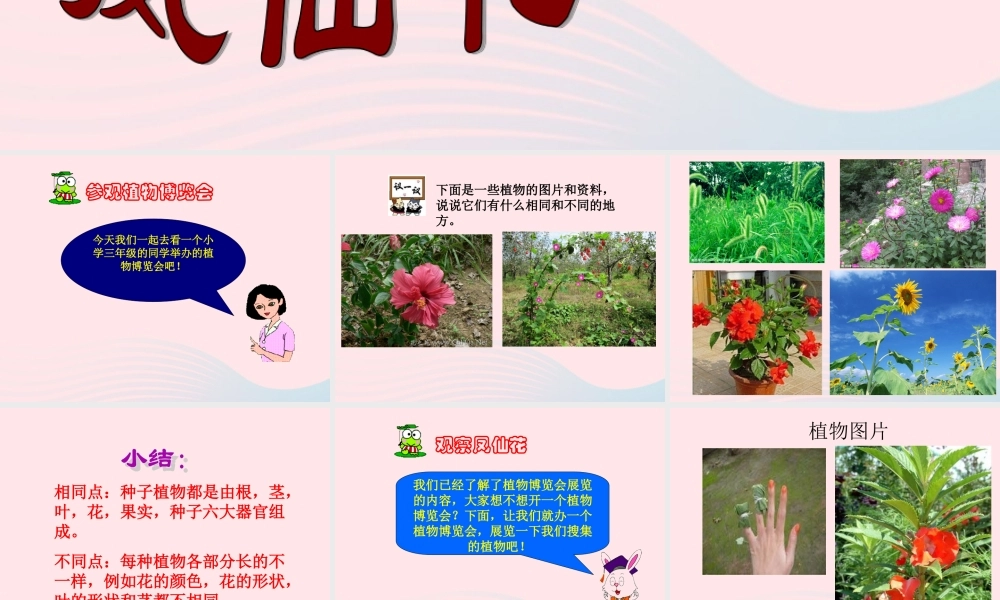 三年级科学上册 第5课《凤仙花》课件（3） 冀教版-冀教版小学三年级上册自然科学课件