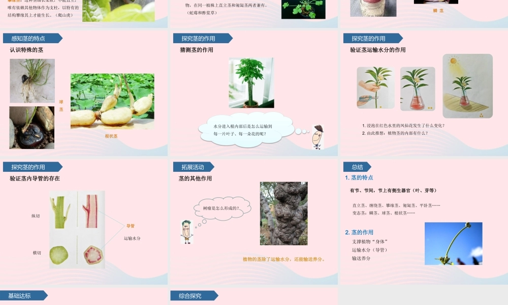 三年级科学上册 第二单元 植物的生活 第7课植物的茎课件 青岛版六三制-青岛版小学三年级上册自然科学课件