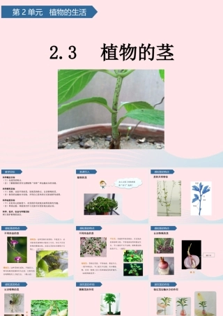 三年级科学上册 第二单元 植物的生活 第7课植物的茎课件 青岛版六三制-青岛版小学三年级上册自然科学课件