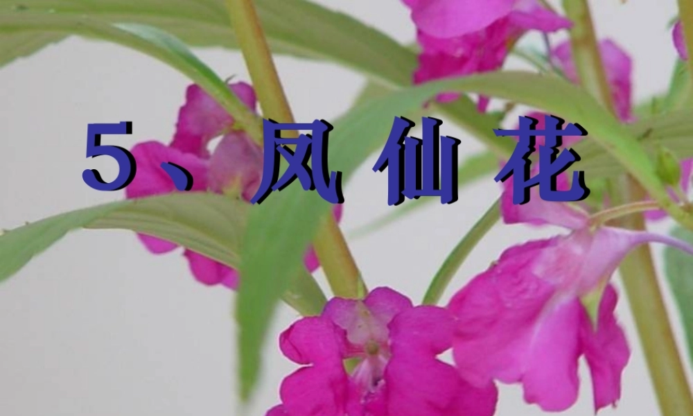 三年级科学上册 第5课《凤仙花》课件（4） 冀教版-冀教版小学三年级上册自然科学课件