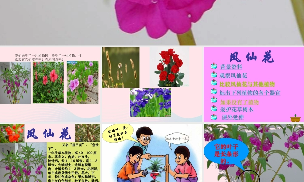 三年级科学上册 第5课《凤仙花》课件（4） 冀教版-冀教版小学三年级上册自然科学课件