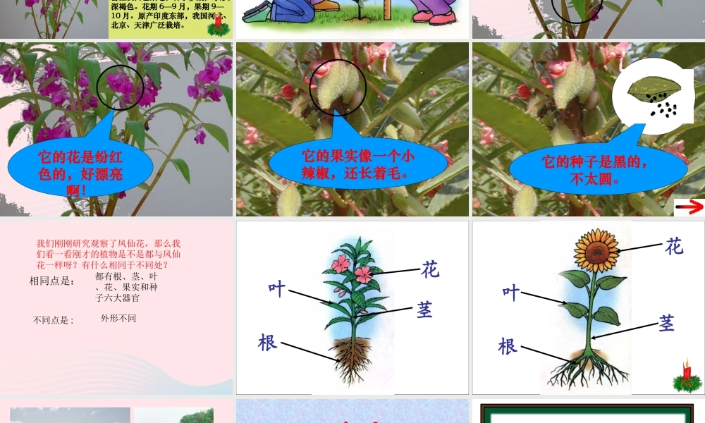 三年级科学上册 第5课《凤仙花》课件（4） 冀教版-冀教版小学三年级上册自然科学课件