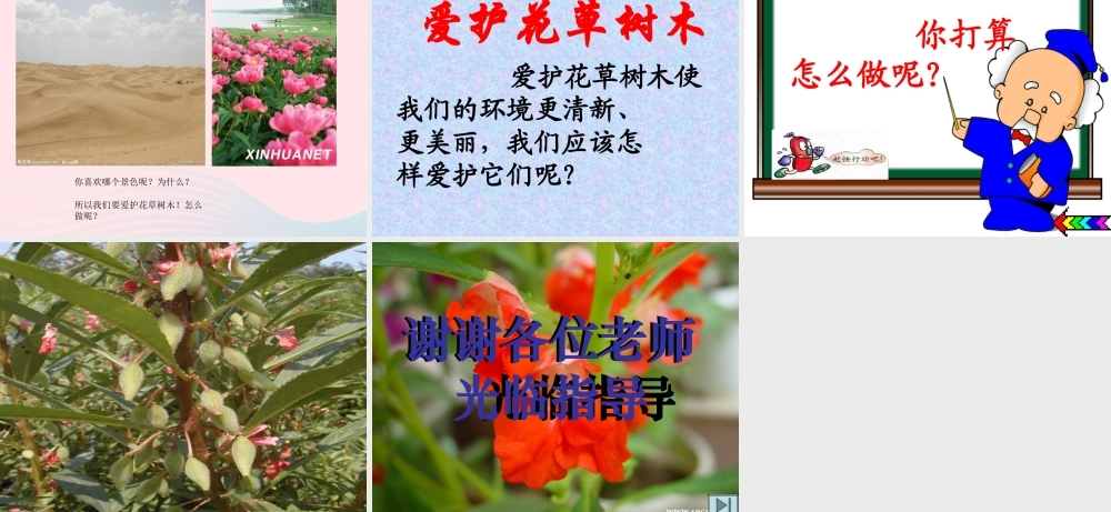 三年级科学上册 第5课《凤仙花》课件（4） 冀教版-冀教版小学三年级上册自然科学课件