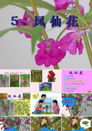 三年级科学上册 第5课《凤仙花》课件（4） 冀教版-冀教版小学三年级上册自然科学课件