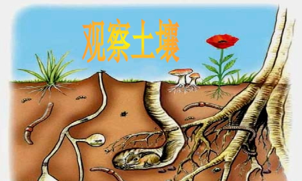 三年级科学上册 第6课《观察土壤》课件（2） 冀教版-冀教版小学三年级上册自然科学课件