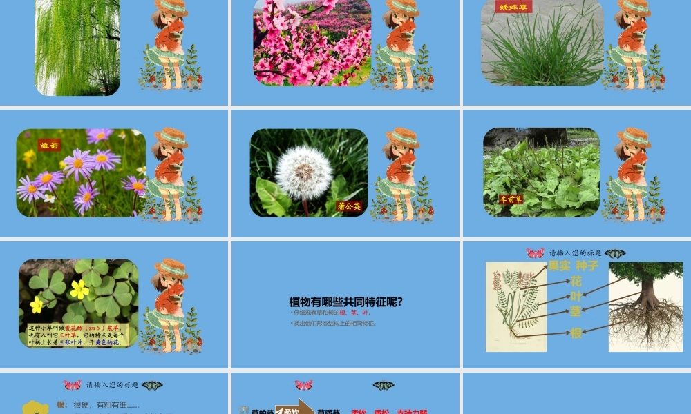 三年级科学下册 第1单元 生物资源 1.2 树与草课件 冀人版-人教版小学三年级下册自然科学课件