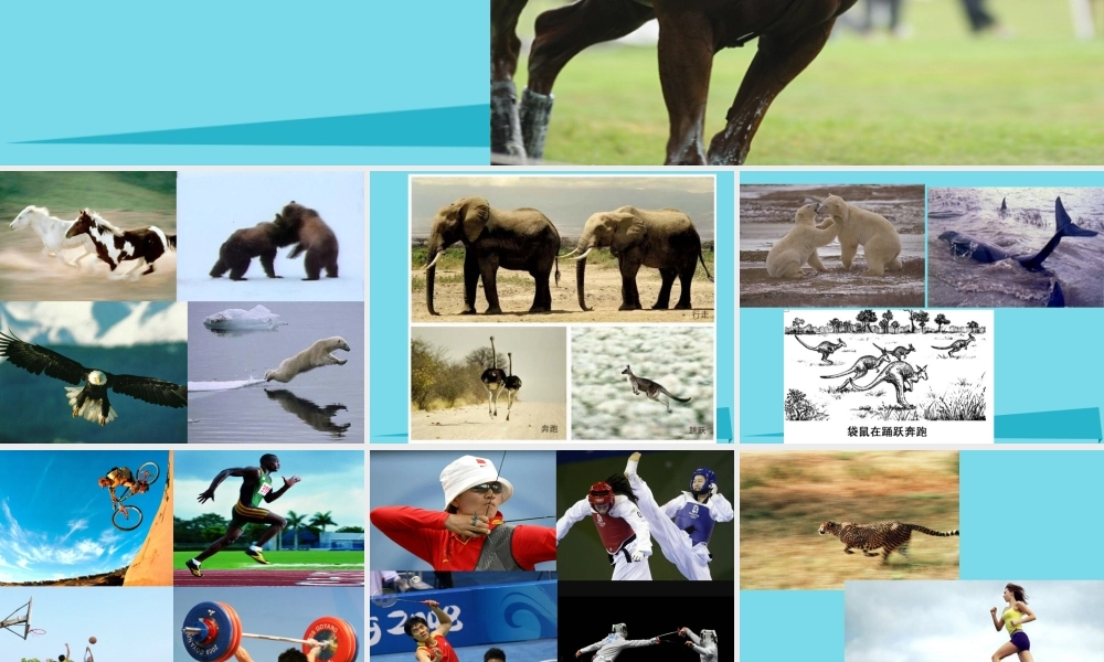 三年级科学上册 第二章 第2课 动物的身体和运动课件2 新人教版-新人教版小学三年级上册自然科学课件