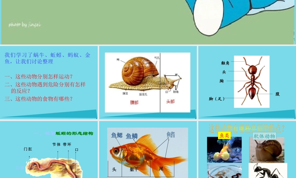 三年级科学上册 第二章 第4课 我们和动物有哪些相同和不同课件2 新人教版-新人教版小学三年级上册自然科学课件