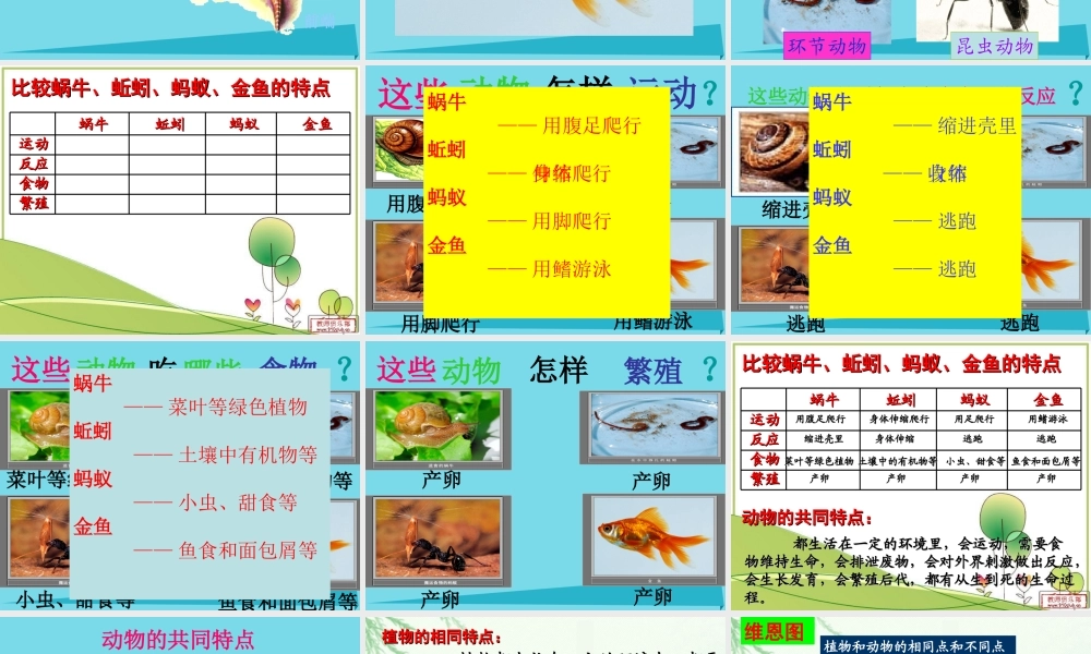 三年级科学上册 第二章 第4课 我们和动物有哪些相同和不同课件2 新人教版-新人教版小学三年级上册自然科学课件