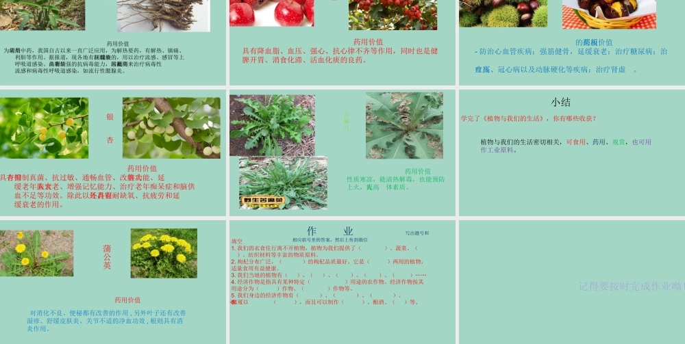 三年级科学下册 第1单元 生物资源 3 植物和我们的生活课件 冀人版-人教版小学三年级下册自然科学课件