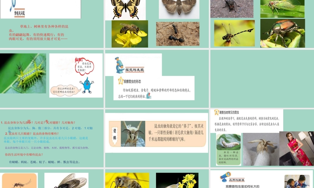 三年级科学下册 第1单元 生物资源 5 昆虫课件 冀人版-人教版小学三年级下册自然科学课件