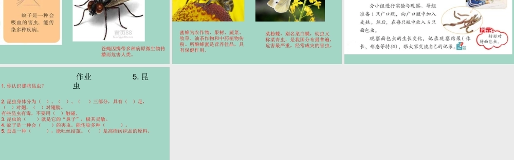 三年级科学下册 第1单元 生物资源 5 昆虫课件 冀人版-人教版小学三年级下册自然科学课件