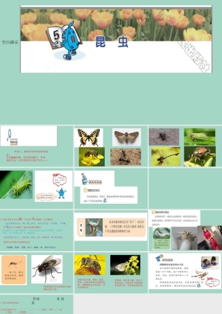 三年级科学下册 第1单元 生物资源 5 昆虫课件 冀人版-人教版小学三年级下册自然科学课件