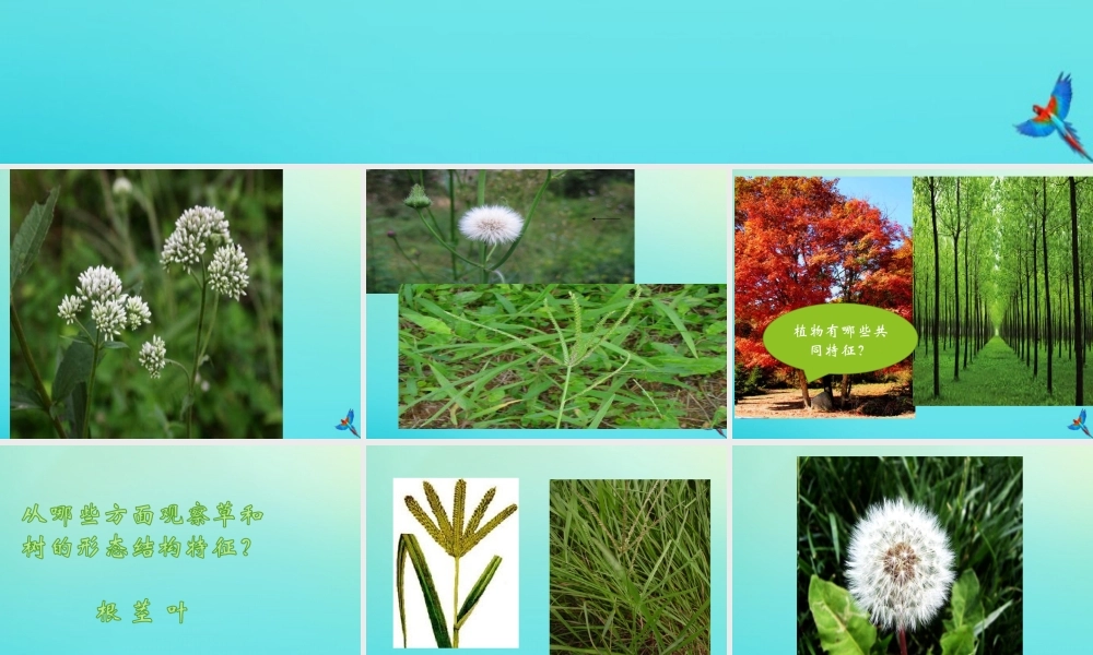 三年级科学下册 第1单元 生物资源 第二课 树与草课件 冀人版-人教版小学三年级下册自然科学课件