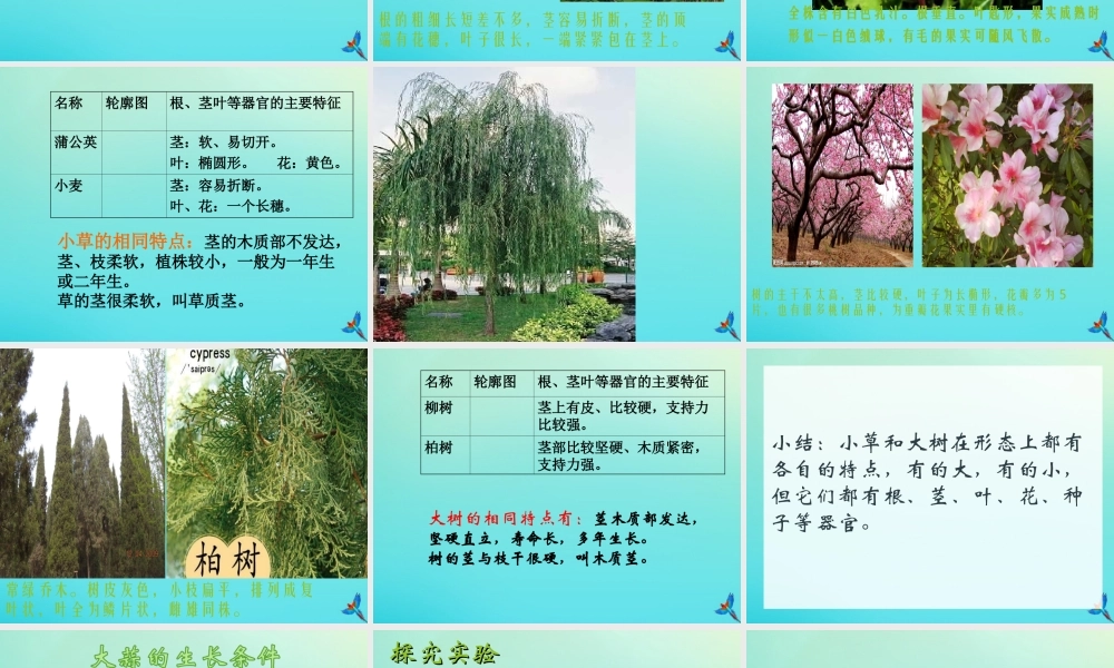 三年级科学下册 第1单元 生物资源 第二课 树与草课件 冀人版-人教版小学三年级下册自然科学课件