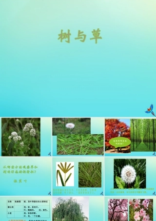 三年级科学下册 第1单元 生物资源 第二课 树与草课件 冀人版-人教版小学三年级下册自然科学课件