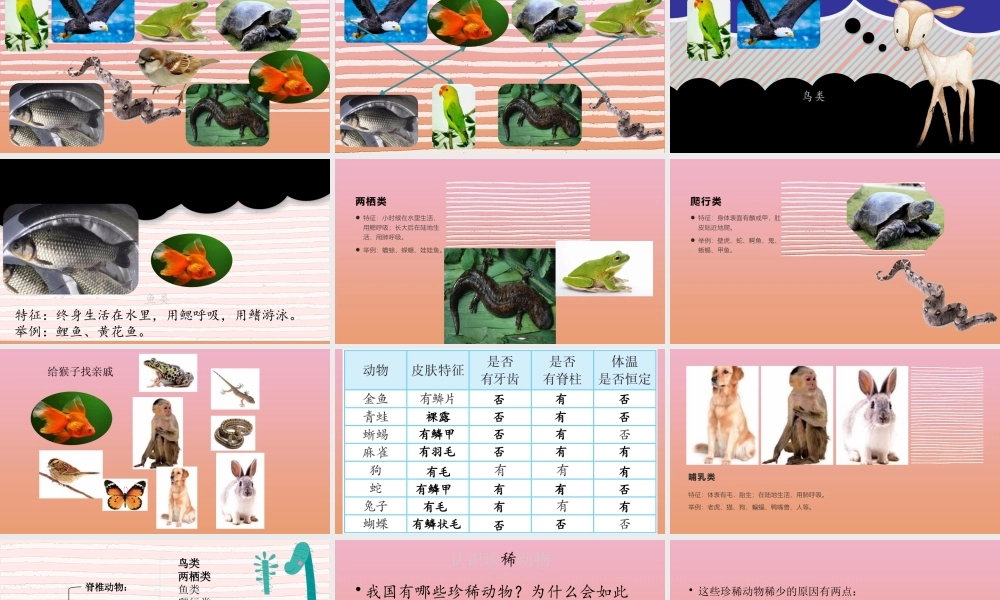 三年级科学下册 第1单元 生物资源 第四课 种类繁多的动物课件2 冀人版-人教版小学三年级下册自然科学课件
