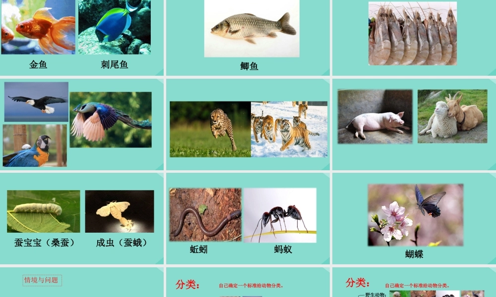 三年级科学下册 第1单元 生物资源 第四课《种类繁多的动物》课件 冀人版-人教版小学三年级下册自然科学课件