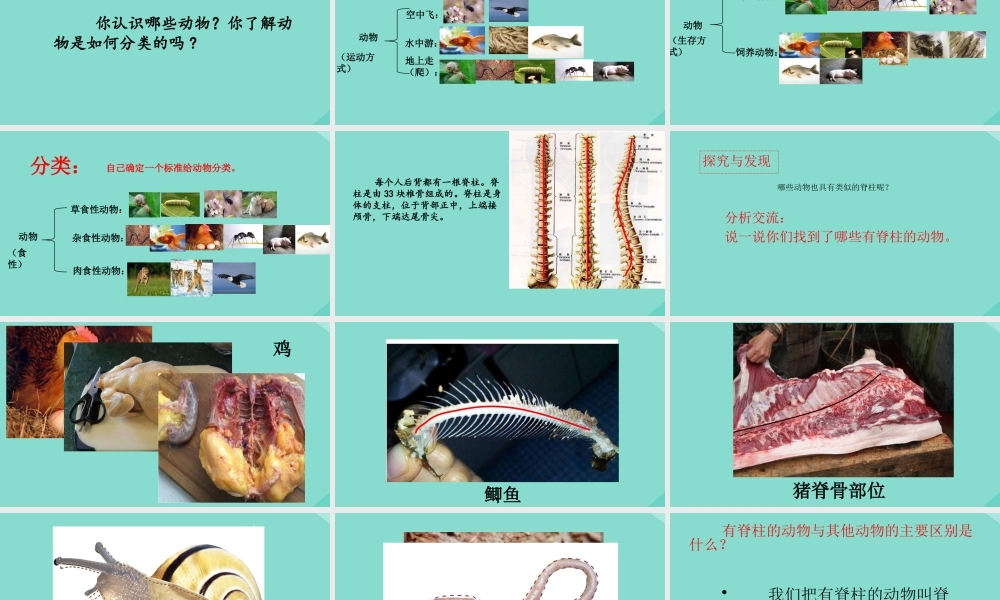 三年级科学下册 第1单元 生物资源 第四课《种类繁多的动物》课件 冀人版-人教版小学三年级下册自然科学课件