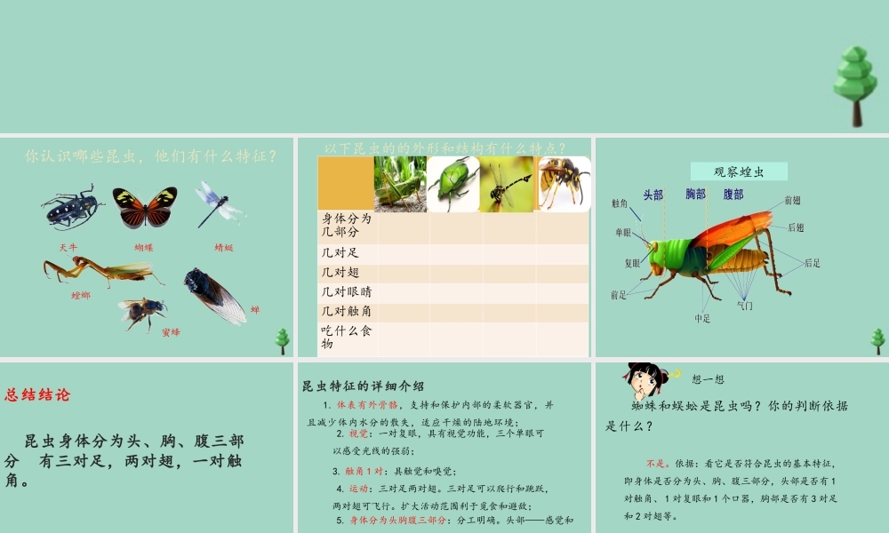 三年级科学下册 第1单元 生物资源 第五课 昆虫课件1 冀人版-人教版小学三年级下册自然科学课件