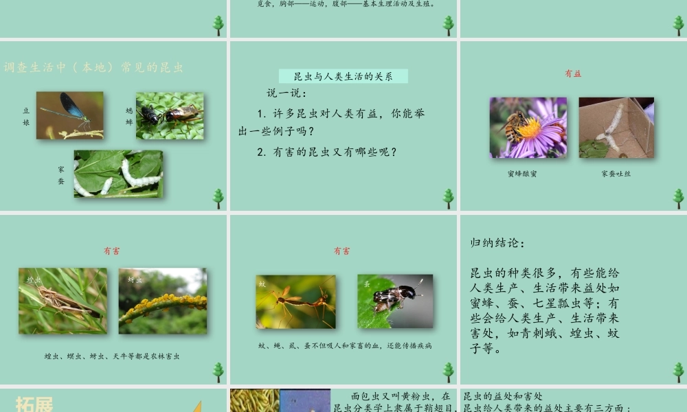 三年级科学下册 第1单元 生物资源 第五课 昆虫课件1 冀人版-人教版小学三年级下册自然科学课件