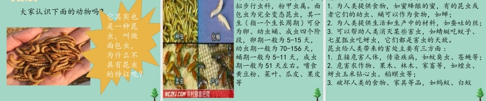 三年级科学下册 第1单元 生物资源 第五课 昆虫课件1 冀人版-人教版小学三年级下册自然科学课件