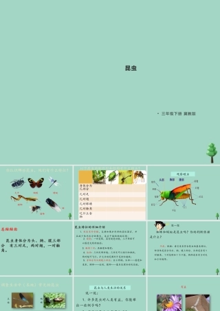 三年级科学下册 第1单元 生物资源 第五课 昆虫课件1 冀人版-人教版小学三年级下册自然科学课件