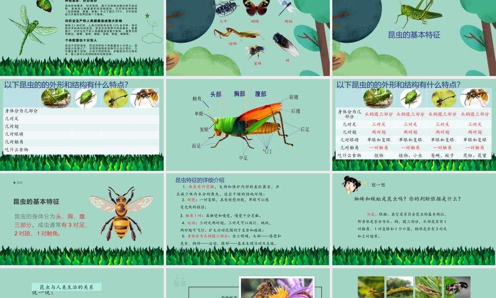 三年级科学下册 第1单元 生物资源 第五课 昆虫课件2 冀人版-人教版小学三年级下册自然科学课件
