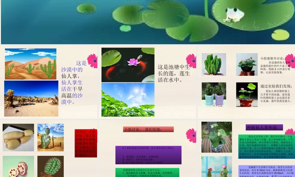 三年级科学下册 第2单元《动植物对环境的适应》6 仙人掌与莲课件 冀人版-人教版小学三年级下册自然科学课件