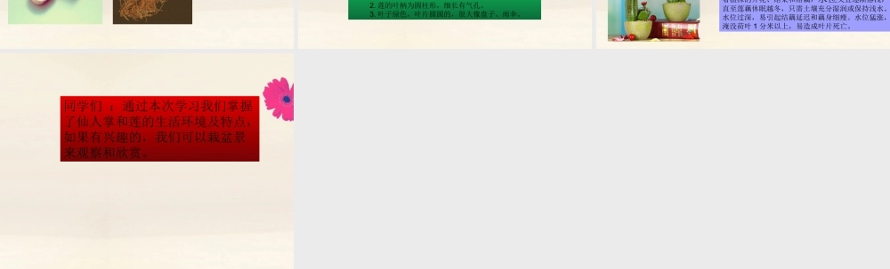 三年级科学下册 第2单元《动植物对环境的适应》6 仙人掌与莲课件 冀人版-人教版小学三年级下册自然科学课件