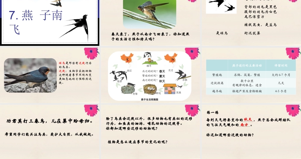 三年级科学下册 第2单元《动植物对环境的适应》7 燕子南飞课件 冀人版-人教版小学三年级下册自然科学课件