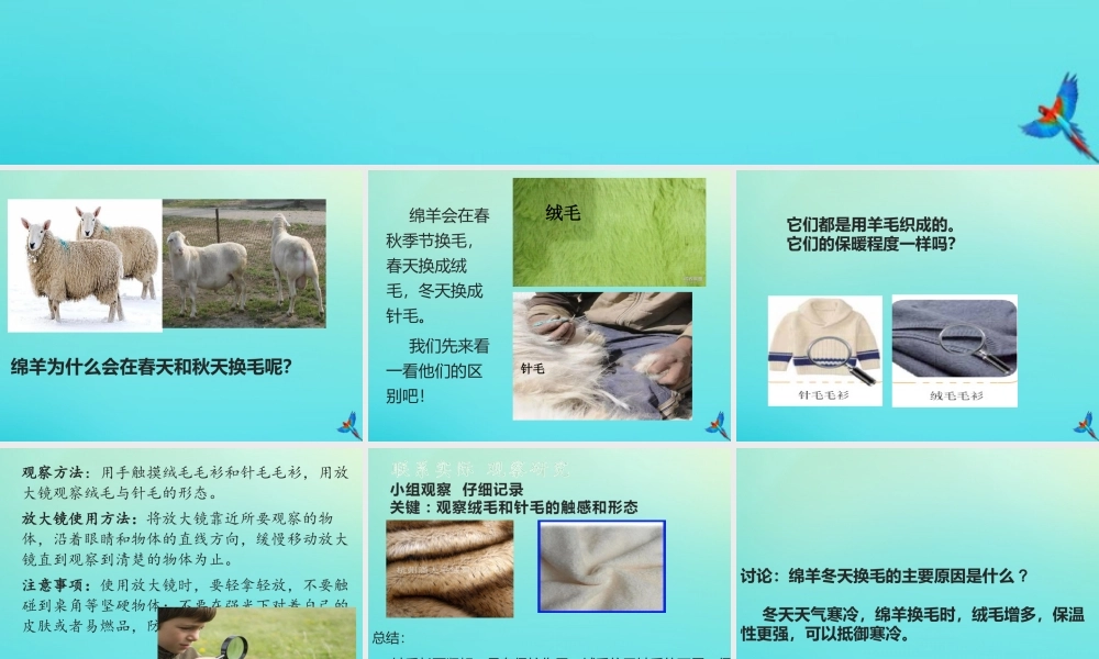 三年级科学下册 第2单元《动植物对环境的适应》8 动物的换毛与换羽课件 冀人版-人教版小学三年级下册自然科学课件