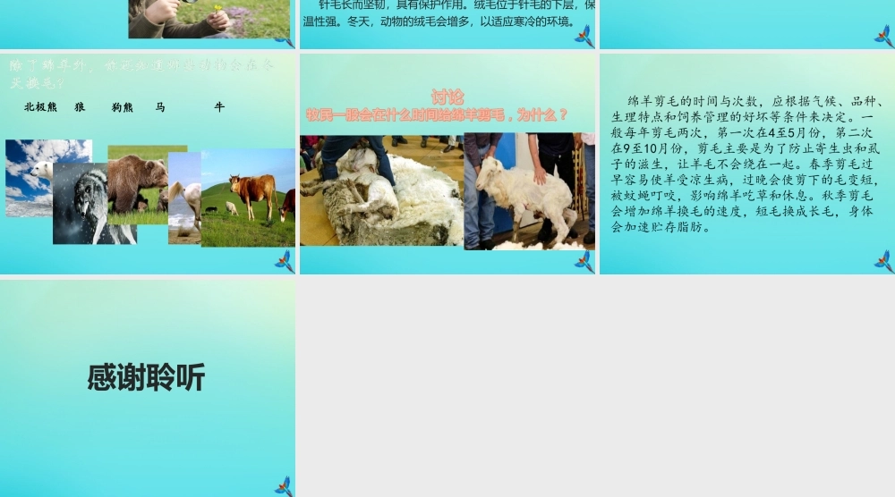 三年级科学下册 第2单元《动植物对环境的适应》8 动物的换毛与换羽课件 冀人版-人教版小学三年级下册自然科学课件