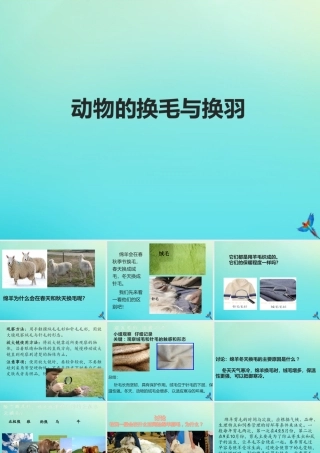 三年级科学下册 第2单元《动植物对环境的适应》8 动物的换毛与换羽课件 冀人版-人教版小学三年级下册自然科学课件