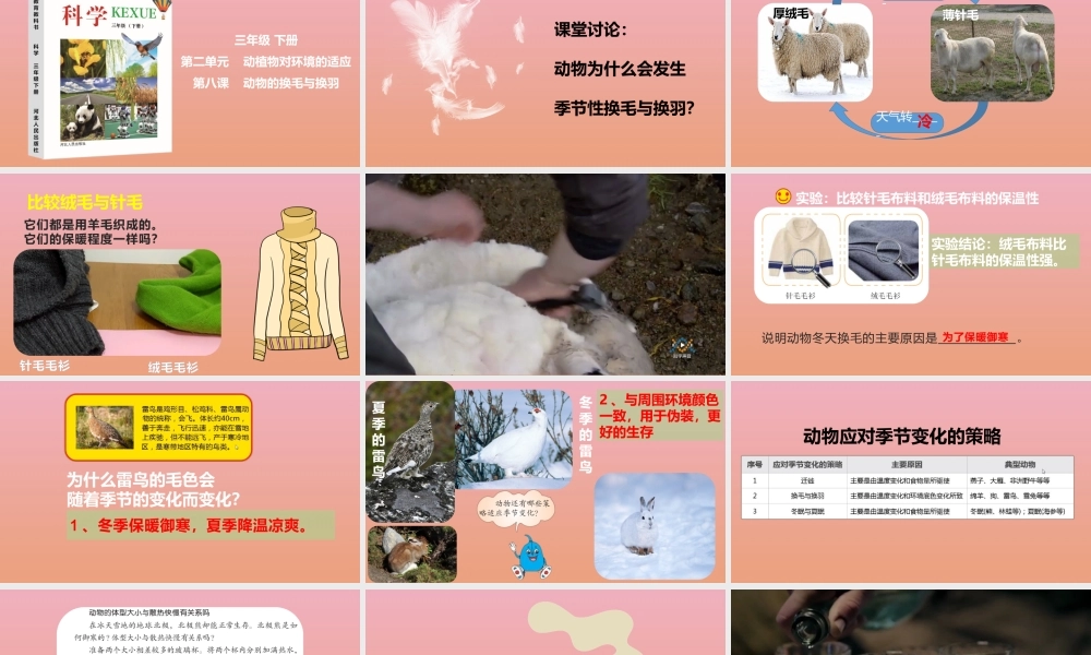三年级科学下册 第2单元《动植物对环境的适应》8 动物的换毛与换羽课件 冀人版-人教级下册自然科学课件