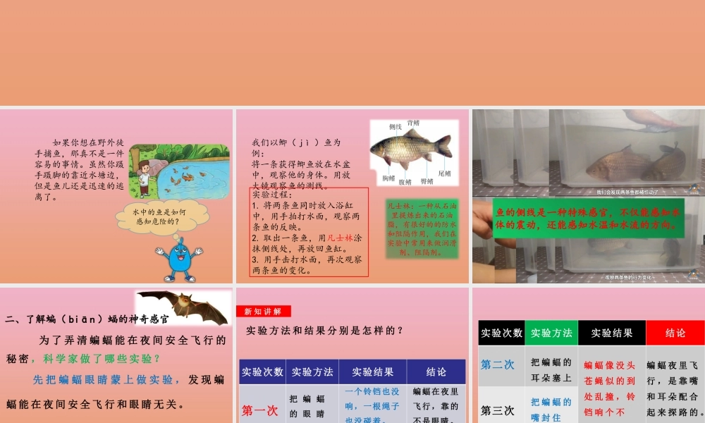 三年级科学下册 第2单元《动植物对环境的适应》9 动物的特殊感官课件 冀人版-人教版小学三年级下册自然科学课件