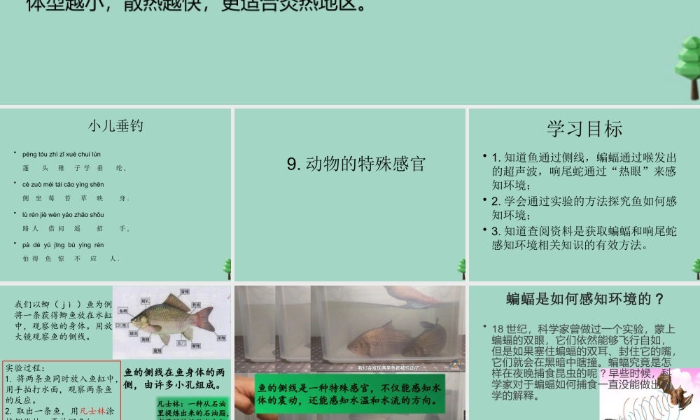 三年级科学下册 第2单元《动植物对环境的适应》第9课《动物的特殊感官》课件 冀人版-人教版小学三年级下册自然科学课件