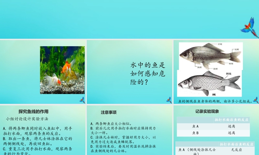 三年级科学下册 第2单元《动植物对环境的适应》第九课 动物的特殊感官课件 冀人版-人教版小学三年级下册自然科学课件