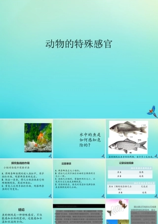 三年级科学下册 第2单元《动植物对环境的适应》第九课 动物的特殊感官课件 冀人版-人教版小学三年级下册自然科学课件