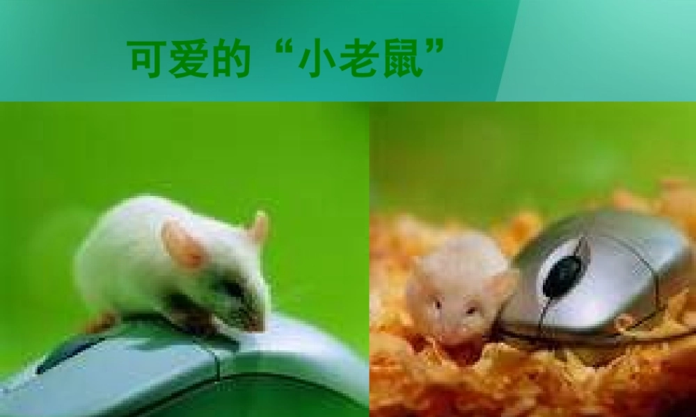 三年级信息技术上册 可爱的小老鼠课件 闽教版