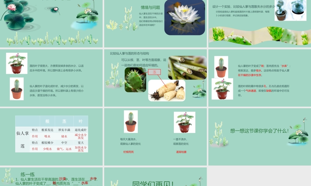 三年级科学下册 第2单元《动植物对环境的适应》第六课 仙人掌与莲课件 冀人版-人教版小学三年级下册自然科学课件