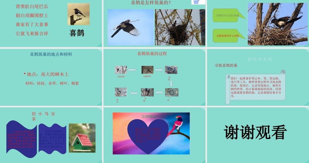 三年级科学下册 第3单元 生物的相互影响 11 喜鹊筑巢课件 冀人版-人教版小学三年级下册自然科学课件