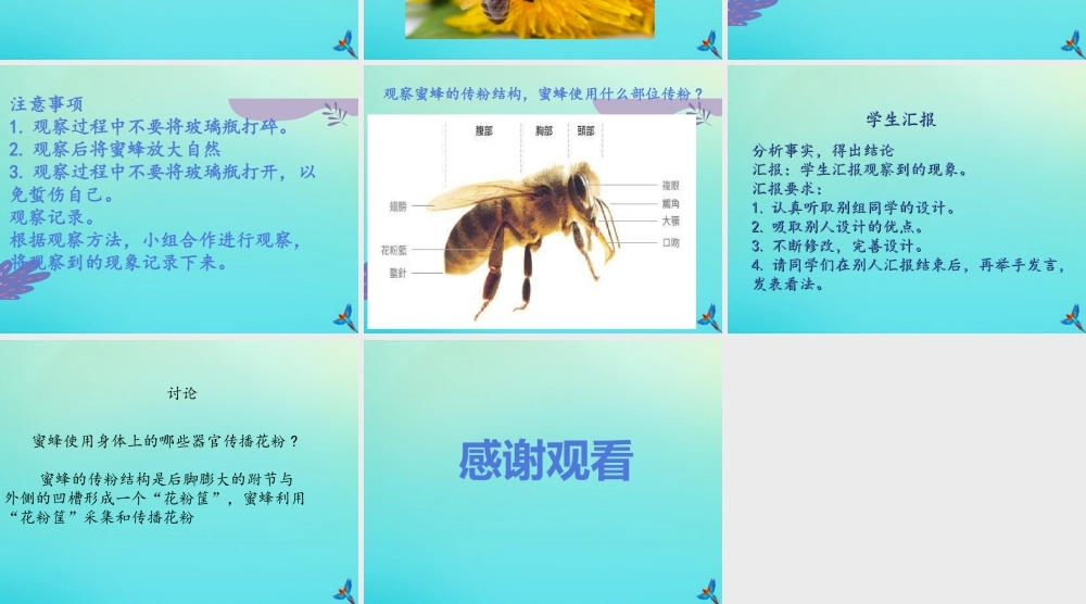 三年级科学下册 第3单元 生物的相互影响 第10课 蜜蜂传粉课件1 冀人版-人教版小学三年级下册自然科学课件