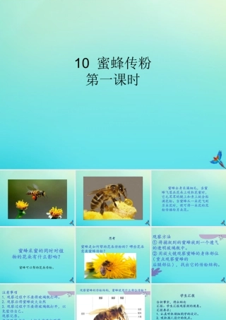 三年级科学下册 第3单元 生物的相互影响 第10课 蜜蜂传粉课件1 冀人版-人教版小学三年级下册自然科学课件